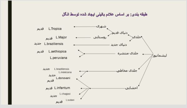 انگل لیشمانیا | 19 اسلاید فایل پاورپوینت جامع